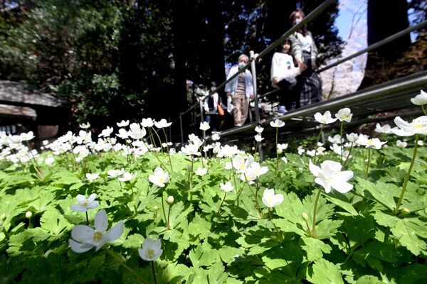 見頃を迎えたニリンソウ＝４日午前11時５分、野木町野木