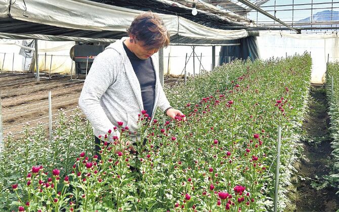 朝6時の収穫から、一日の作業が始まります
