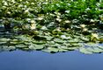水面に浮かぶかれんな花　市貝・多田羅沼でスイレン見頃