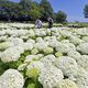 白く、大きく、一面に　下野・蔓巻公園でアナベル見頃