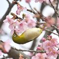 きょう5日は「啓蟄」 宇都宮城址公園 カワヅザクラ開花進み、鳥たちもうっとり