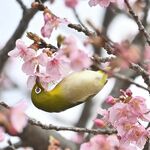 ５日は「啓蟄」　宇都宮城址公園　カワヅザクラ開花進み、鳥たちもうっとり