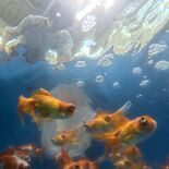 夏の風物詩、泳ぎ涼しげ　佐野で金魚出荷ピーク