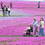 まるで春色のじゅうたん　市貝でシバザクラが満開　28万株咲き誇り甘い香り