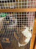 栃木の猫保護施設を家宅捜索