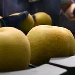 フルーッて取り組みます　「果実酒特区」を内閣府に申請　大田原市　特産の…