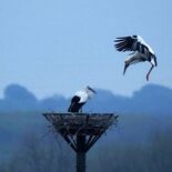 栃木・渡良瀬遊水地の人工巣塔、コウノトリペアが産卵か　托卵で市内初のひ…