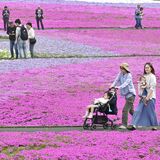 まるで春色のじゅうたん　市貝でシバザクラが満開　28万株咲き誇り甘い香り
