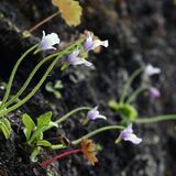 日光の庚申山で薄紫のコウシンソウ見頃　６月中下旬ごろまで