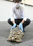 【夕刊】ヒョウモンリクガメ、飼い主見つかる