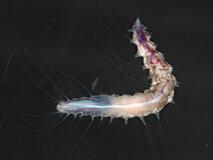 未知の海洋生物 １１２１種を発見