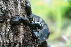 カブトムシの恋、生涯一度きり