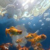 夏の風物詩、泳ぎ涼しげ　佐野で金魚出荷ピーク