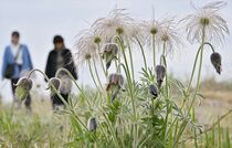 春風に揺れ　オキナグサ見頃