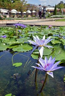 色とりどりの熱帯性スイレン見頃　足利