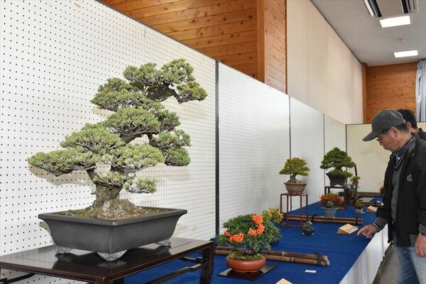 会員らが丹精した盆栽