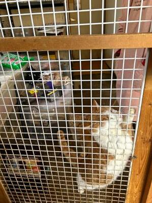 　栃木県警が家宅捜索に入った猫の保護施設＝１５日午後、栃木県足利市