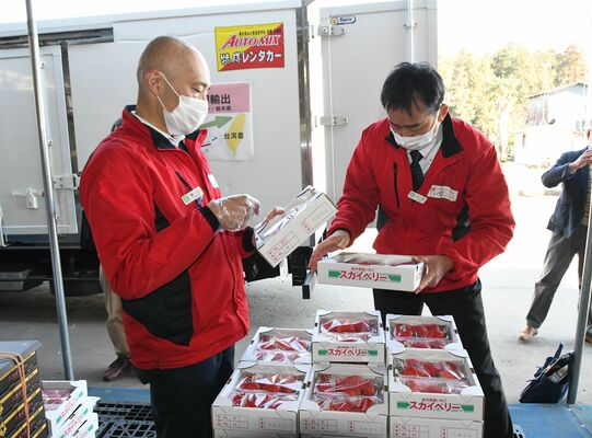 台湾へ輸出するイチゴを確認する県職員＝30日午後１時20分、宇都宮市上籠谷町
