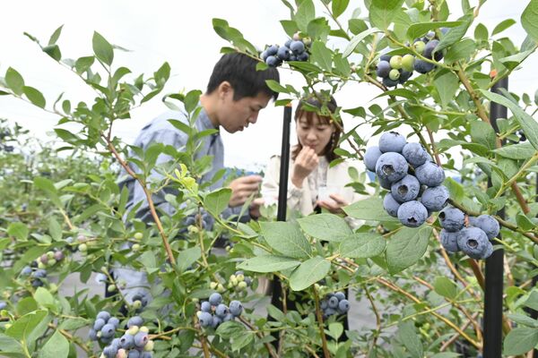 ブルーベリー狩りを楽しむ来場者