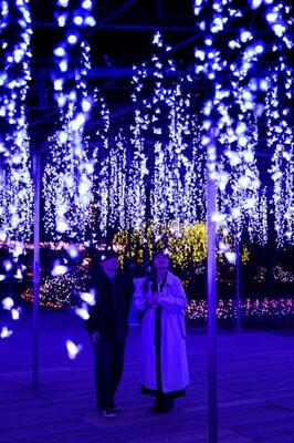 栃木県足利市の「あしかがフラワーパーク」で大藤棚を再現したイルミネーションを楽しむカップル=10日夜