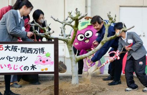 　大阪・関西万博でオマーンパビリオンに展示されていたイチジクの木の植樹式＝１月、大阪府羽曳野市立西浦東小