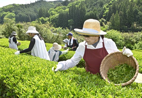 緑鮮やかな茶葉を手際よく摘み取る地域住民たち＝12日午前９時45分、那珂川町矢又、広瀬華撮影