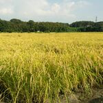 「魚べい」「元気寿司」のゲンキGDCがコメ生産へ　宇都宮に農業法人設立　栃木県内の店舗で提供、安定供給目指す