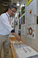 危険な外来種カミキリ、栃木県立博物館で標本展示　生態や防除法を紹介