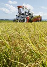 業務用米生産者へ支援検討