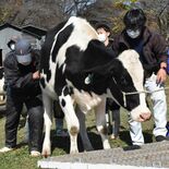 大きく育った牛を収牧　大田原市大野放牧場