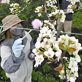 ナシ園に純白の花　宇都宮で人工授粉作業始まる　「豊作の年になりそう」と“にっこり”
