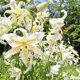 夏の里山彩る大輪　ヤマユリ見頃　真岡市の根本山、15日ごろまで
