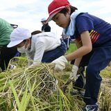 汗を流し味わう、収穫の喜び　下野・石橋北小の全校児童が稲刈り体験