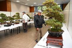 サツキ愛好家ら 丹精の４８点展示