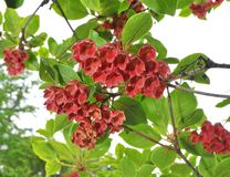新緑に紅色鈴なり　ベニサラサドウダン見頃　日光