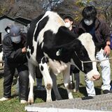 大きく育った牛を収牧　大田原市大野放牧場