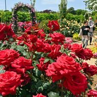 バラ2500株が優雅に　あしかがフラワ…