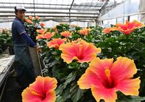 ハイビスカスの出荷最盛期