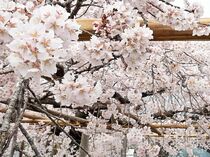 シダレザクラ満開　佐野