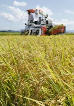 業務用米生産者へ支援検討