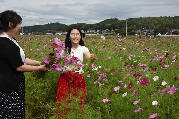 コスモスの摘み取りを楽しむ来場者