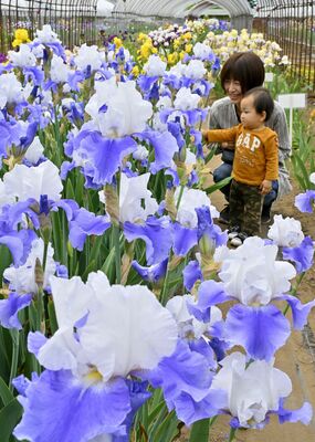 色とりどりのジャーマンアイリスに笑顔で見入る来園者＝８日午前11時10分、下野市下古山