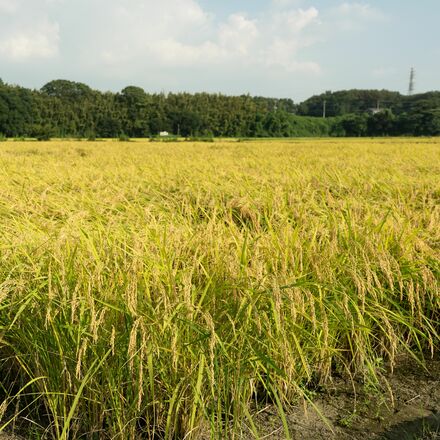 「魚べい」「元気寿司」のゲンキGDCがコメ生産へ　宇都宮に農業法人設立　栃木県内の店舗で提供、安定供給目指す
