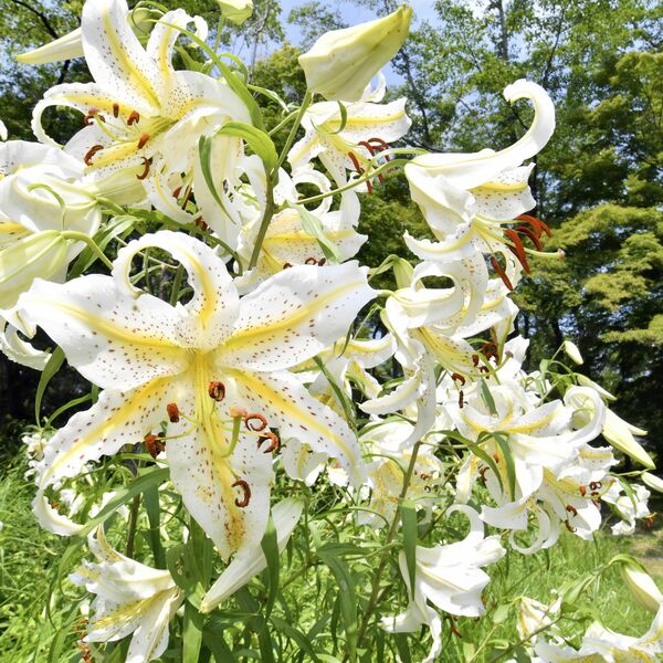 img_f884e53570e49bae2250664bff