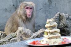 宇都宮動物園でおさるの“成人式”　ニホンザルの「みはり」が二十歳