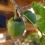 花言葉は「勝利」　観葉植物パキラ、30年目で初めて開花　野球日本一の作…