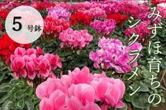 東京都瑞穂町から彩りとぬくもりをお届け 「みずほ育ちのシクラメン」の販売を開始