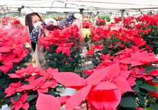 ポインセチアの出荷最盛期　下野