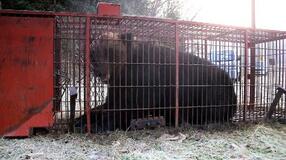 380キロ巨大ヒグマ捕獲