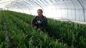 全国２位の生産量　本県ニラ　スタミナ豊富な冬の逸品　きめ細かな温度管理重要